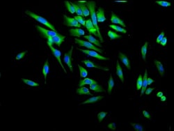 Hsp90A/B Antibody (Hyb-K41220A), Novus Biologicals 0.1 mg | Buy Online | Novus Biologicals | Fisher Scientific
